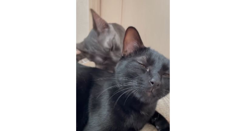 毛づくろいしている猫