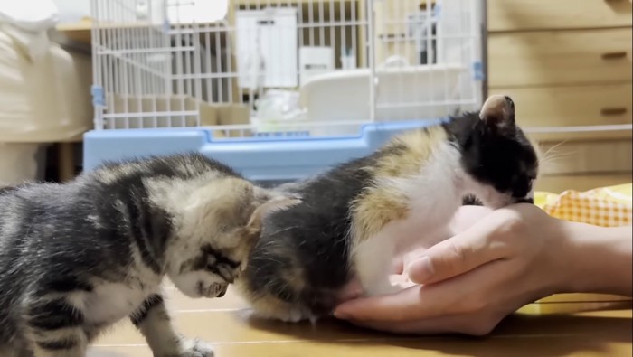 自ら乗る三毛ちゃん