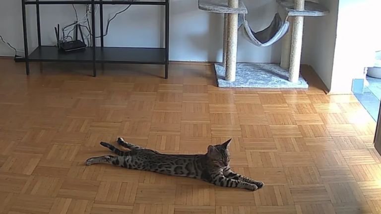 ペットカメラが撮影している猫