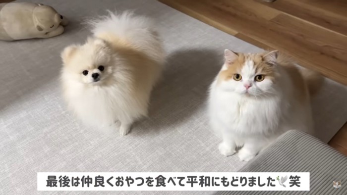 犬と猫