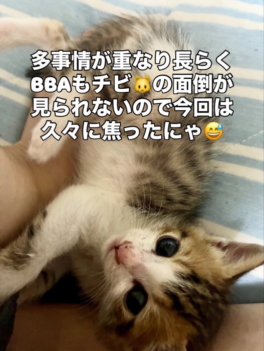 寝転がる子猫