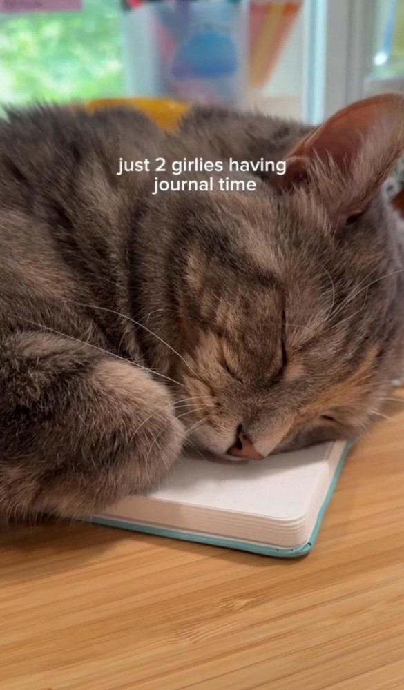 ノートの上で寝る猫