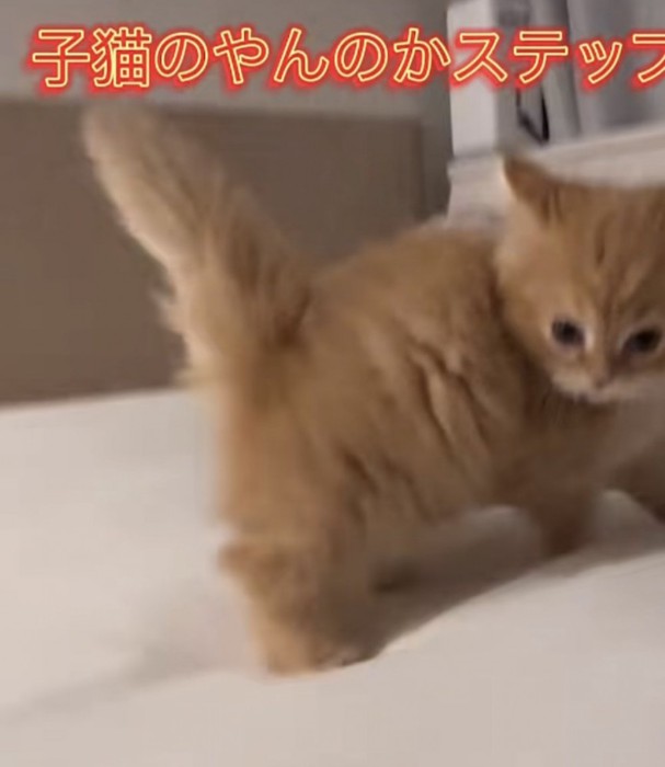 「子猫のやんのかステップ」のテロップ写真2