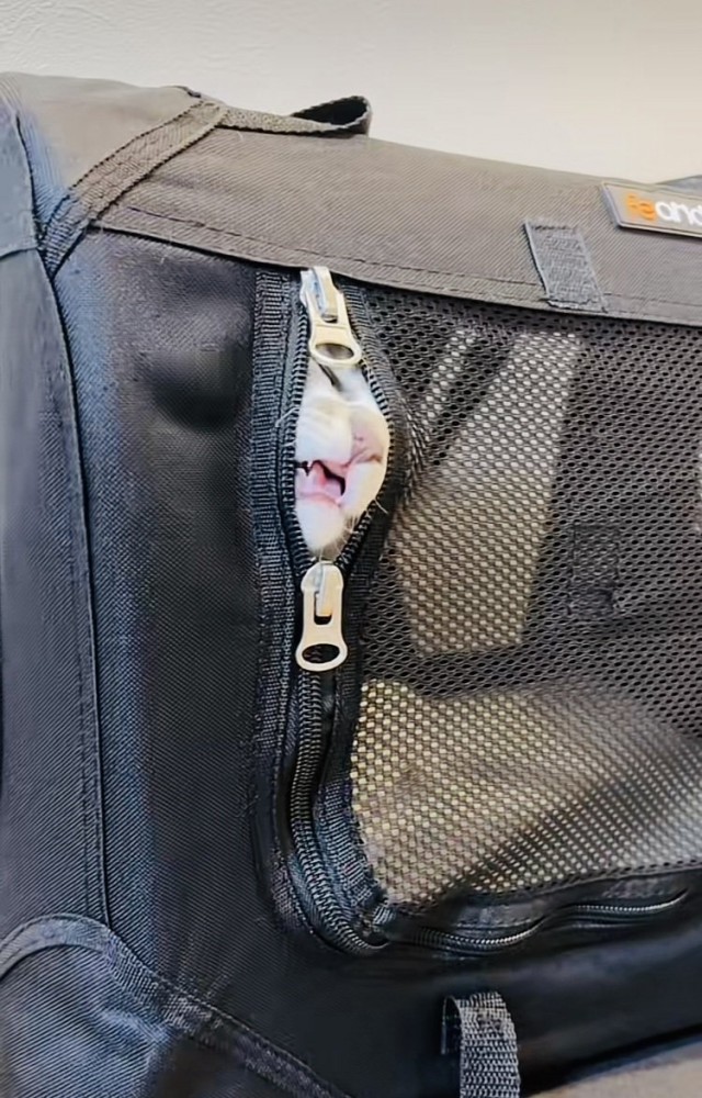 猫用キャリーから顔を出して鳴く子猫