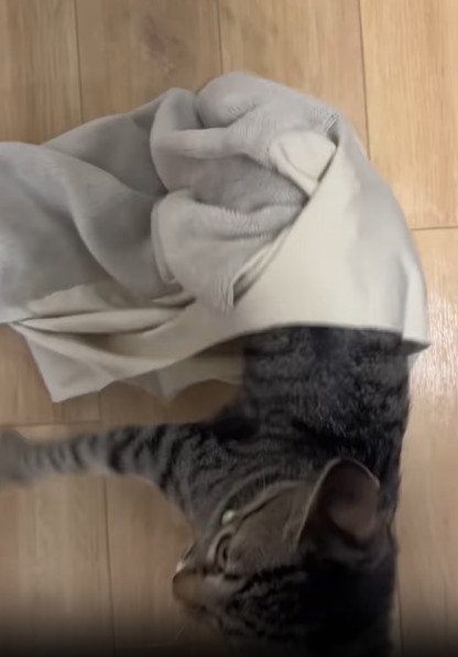 布から出てきた猫