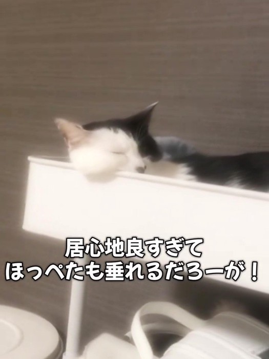 まったりする猫