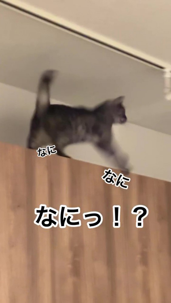 動き回る猫