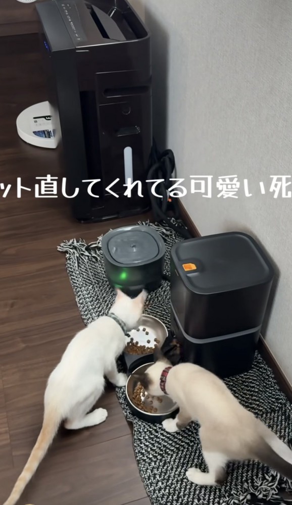 ご飯を食べる猫の写真2