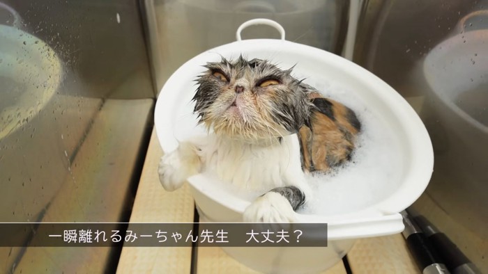 ひとりでお湯に浸かる猫