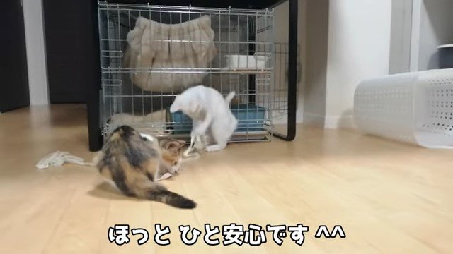 紐で遊ぶ2匹の子猫