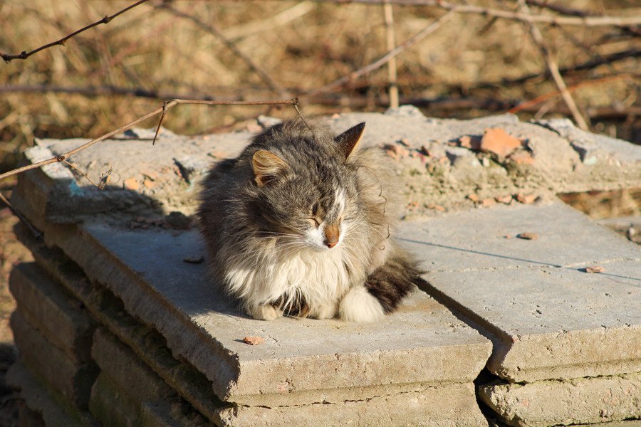 コンクリート板の上で休む猫