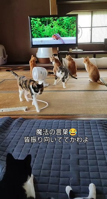 寄ってくる猫たち