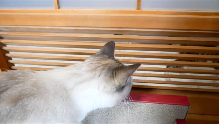 扉越しに子猫に威嚇する成猫