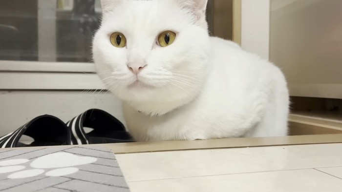 トコちゃんのアップ