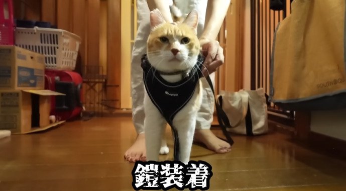 ハーネスをつける猫