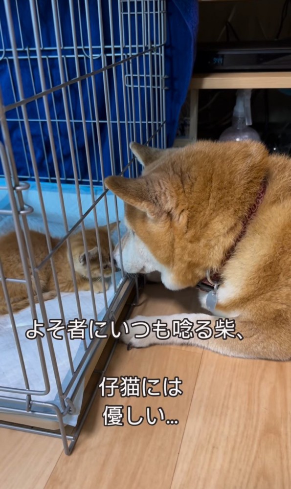 ケージ越しに顔を寄せる子猫と柴犬