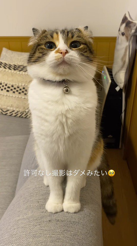 怒りの眼差しを飼い主に向ける猫