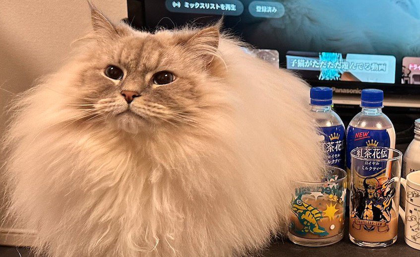 テーブルに並んだミルクティーの隣に座る猫