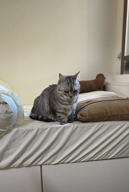 ベッドの上でお座りをして固まっている猫