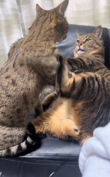 急に起き上がるベンガル猫とびびって手でとめているキジトラ