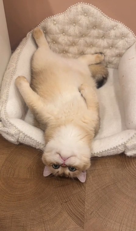 だらける猫