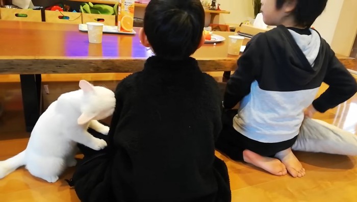 膝に前足を乗せながら