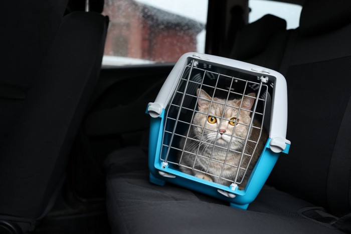 キャリーで車に乗せられる猫