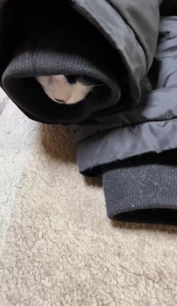 袖の中の猫