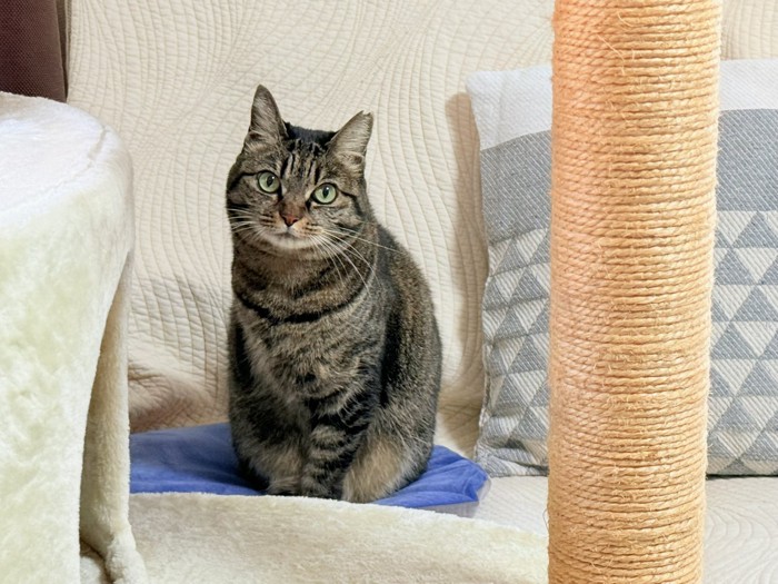 おすわりする猫