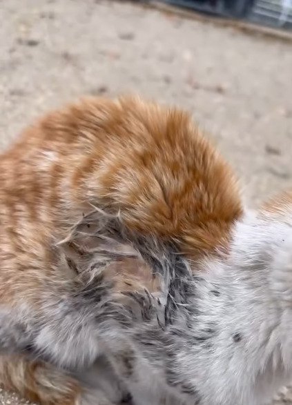 汚れている善くん