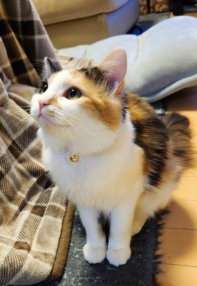 きちんと座って見上げる三毛猫