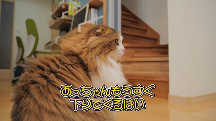 おすわりする猫の後ろ姿