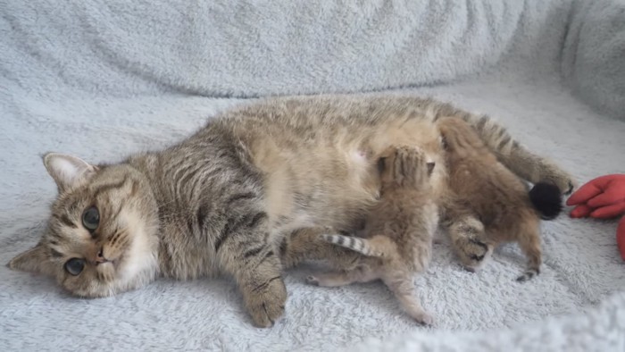 母猫のミルクを飲む子猫の写真