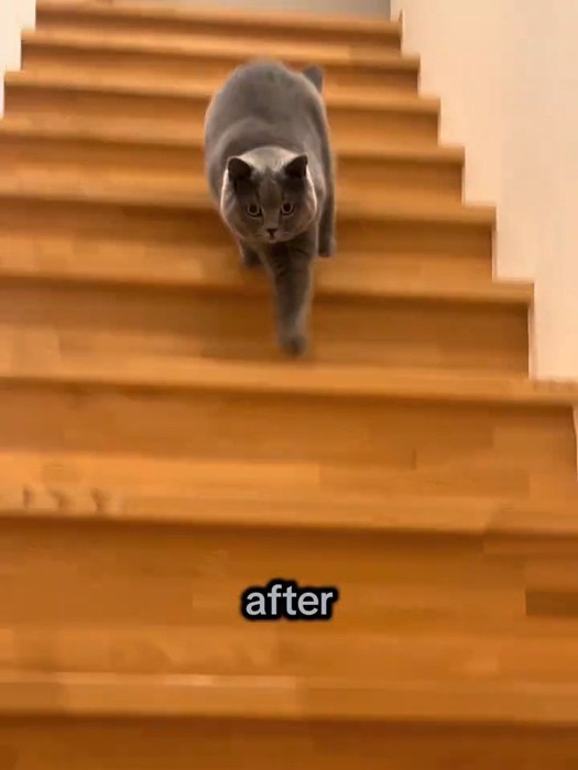 左前足を伸ばして階段を下りる猫