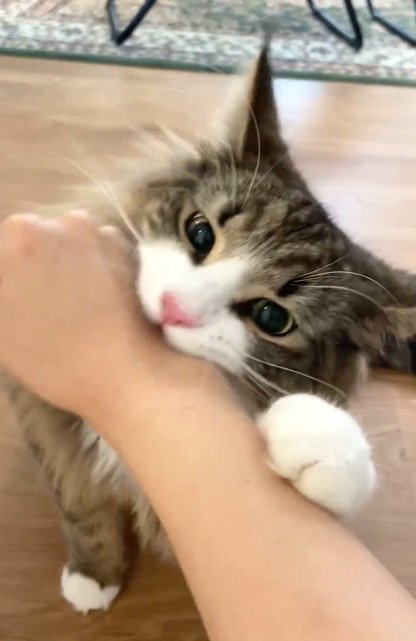 腕を噛む猫1