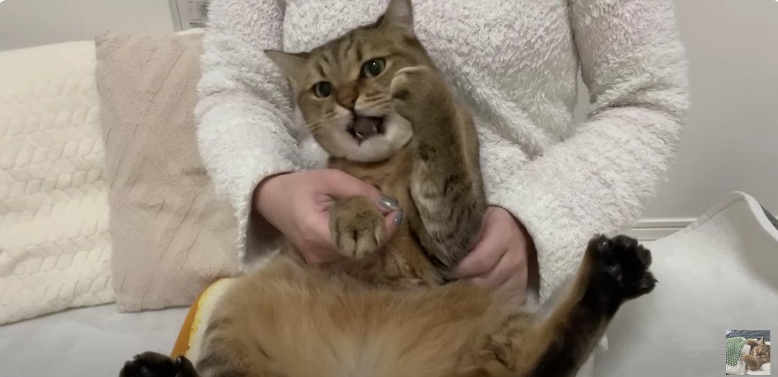 口を開けて正面を見ている猫