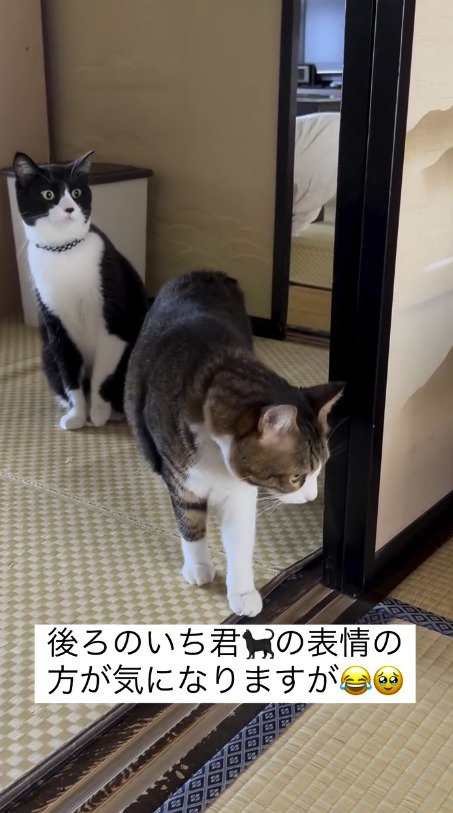 赤ちゃんの様子を首を伸ばして見つめるハチワレ猫