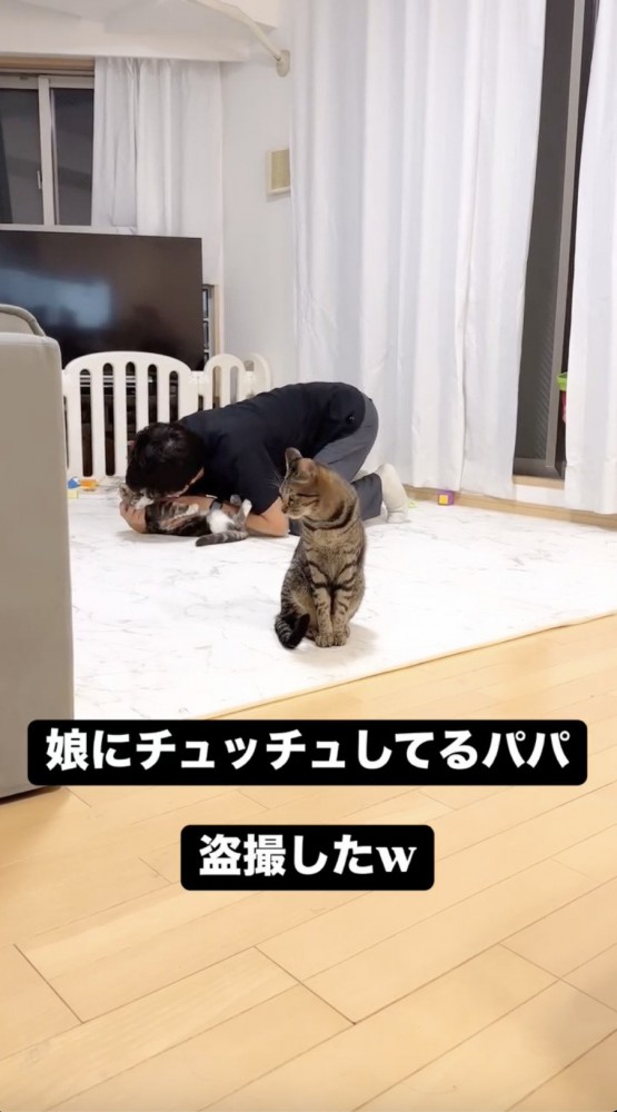 パパといちゃつく猫をチラ見するもう1匹の猫