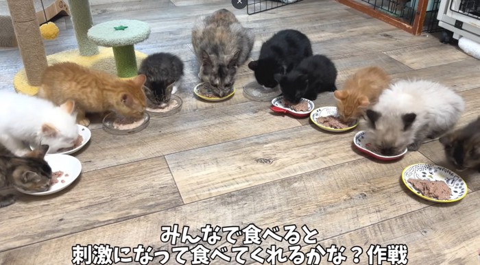 大勢の猫が並んでご飯を食べる