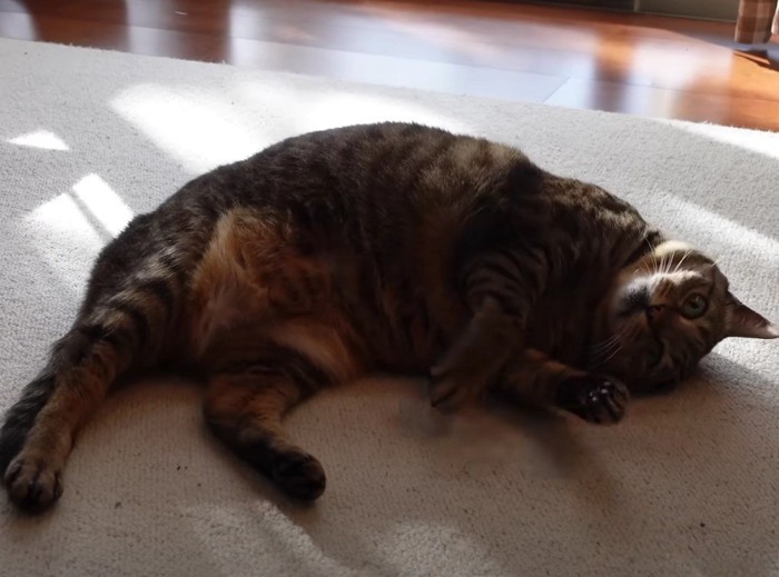 こっちを見てコロンとしている猫