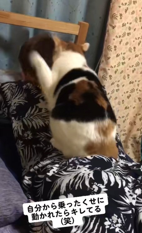 背中の上に乗って猫パンチする猫