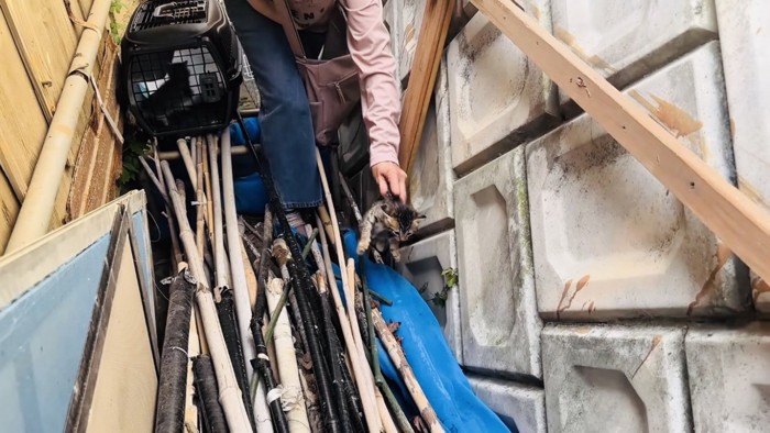 ママに竹パイプの間から保護される子猫