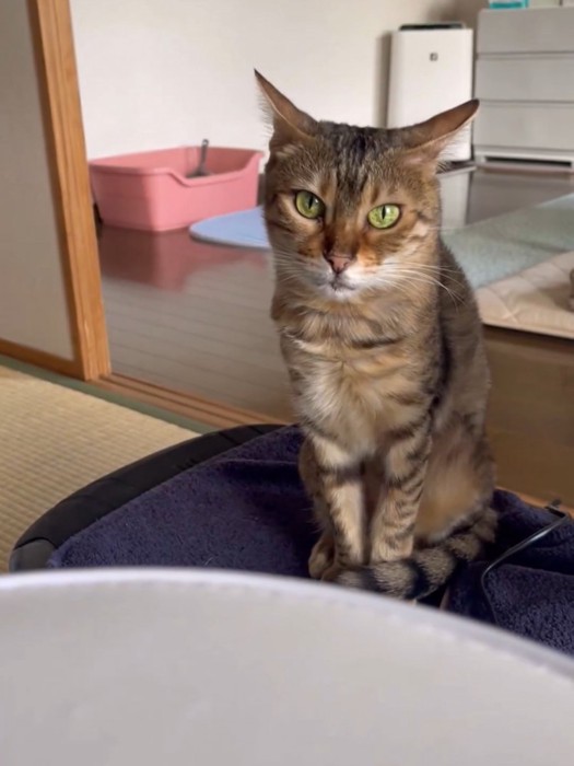 正面向きできっちり座る猫