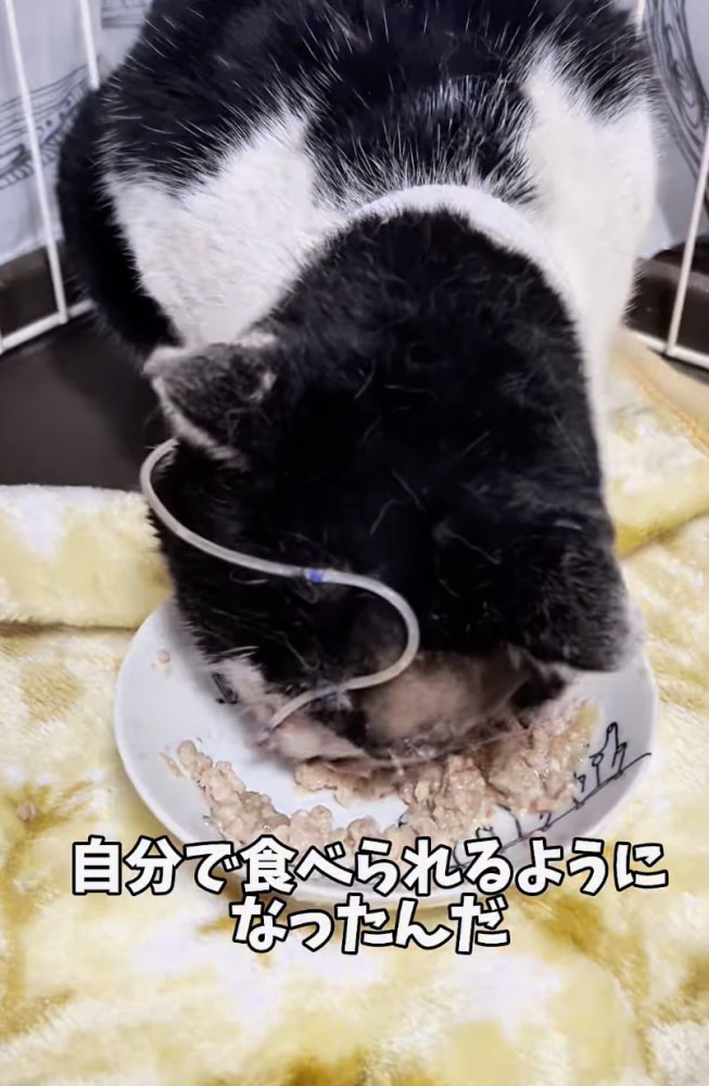 自力でご飯を食べる猫