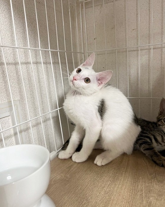 おすわりする猫