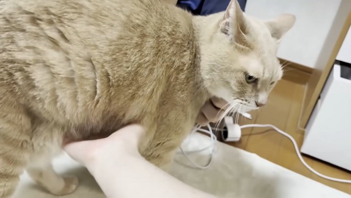 首元とお腹を撫でられる猫ちゃん(画像右側に充電ケーブルが映り込んでいます)