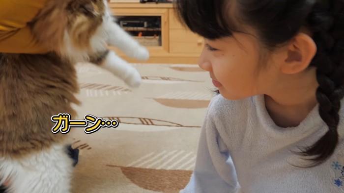 抱っこされる猫