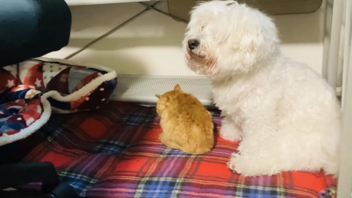 カーペットに座る仔猫とビションフリーゼ