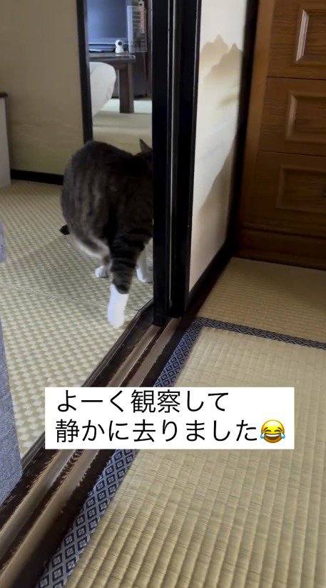 赤ちゃんがいる部屋の前から立ち去る猫