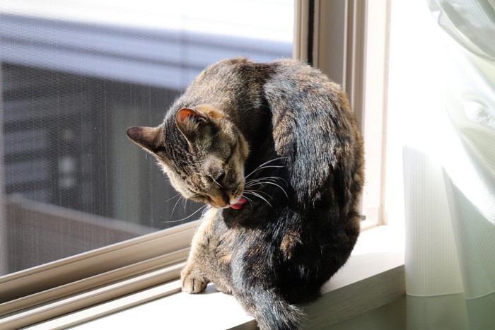 窓辺で毛づくろいする猫
